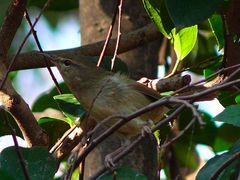 Japanese Bush-Warbler